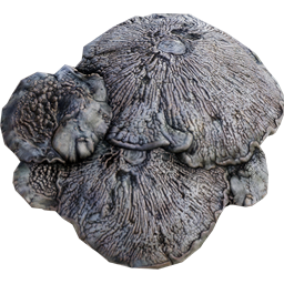 Mycelia